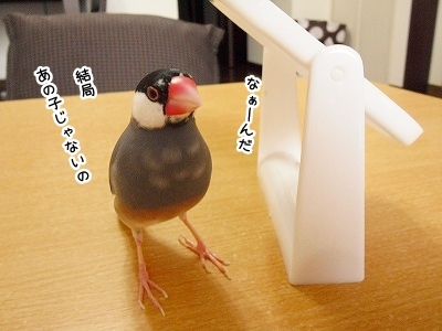 ブンチョ日誌