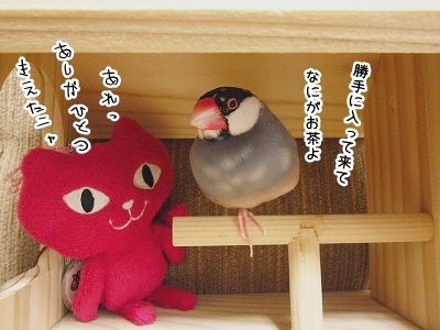ブンチョ日誌