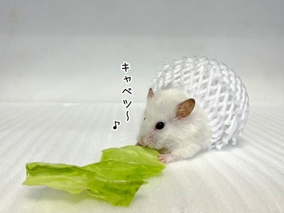 s-IMG_6663