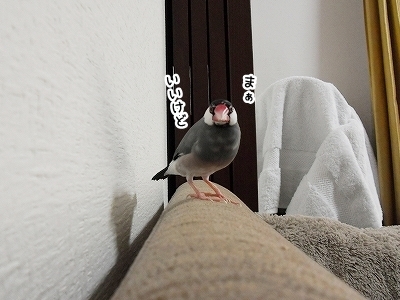 ブンチョ日誌