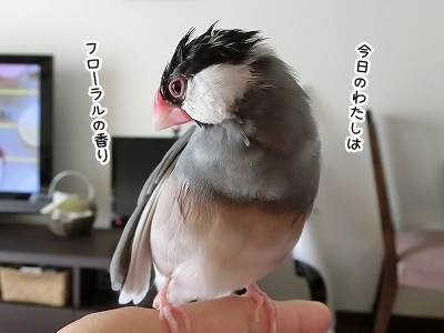 ブンチョ日誌