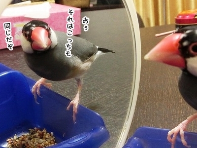 ブンチョ日誌