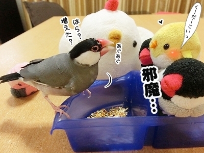ブンチョ日誌
