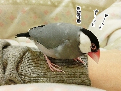 ブンチョ日誌