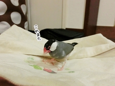 ブンチョ日誌