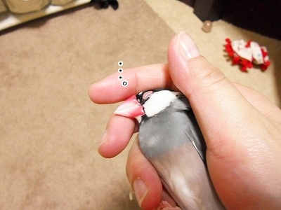 ブンチョ日誌