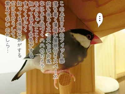 s-CIMG6985