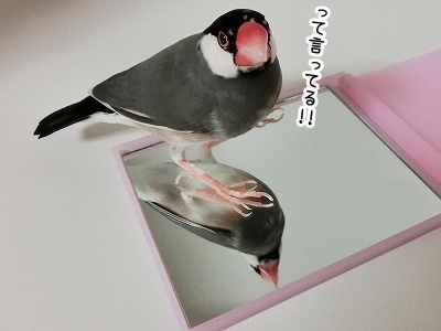 ブンチョ日誌
