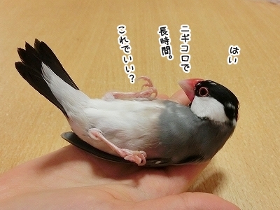ブンチョ日誌