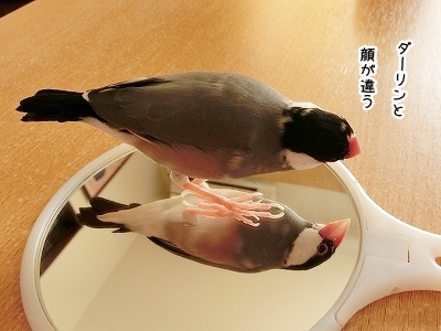 ブンチョ日誌