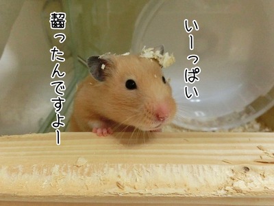 s-CIMG6539