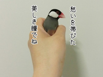 s-CIMG3368