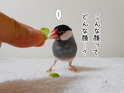 s-DSCN0431