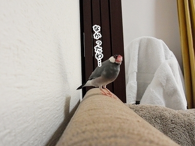 ブンチョ日誌
