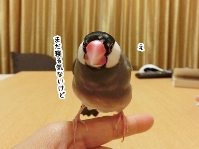 ブンチョ日誌