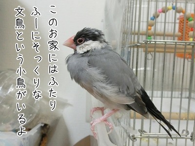 s-CIMG2341