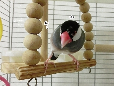ブンチョ日誌