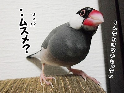 ブンチョ日誌