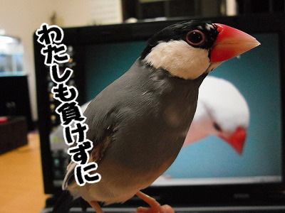 ブンチョ日誌