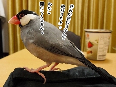 ブンチョ日誌
