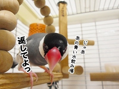 ブンチョ日誌