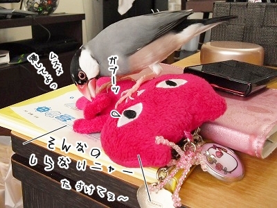 ブンチョ日誌