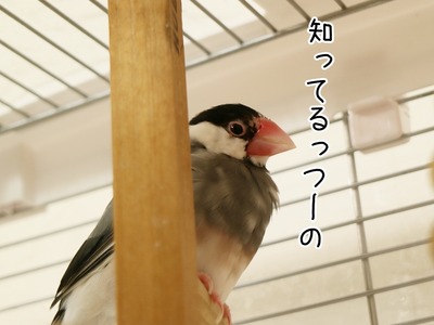 s-IMG_3371