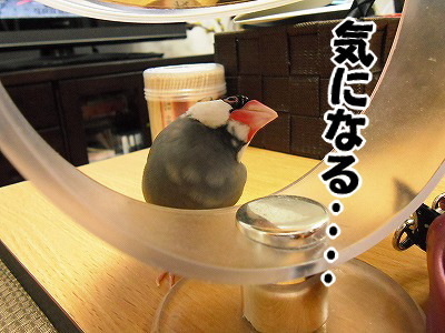 ブンチョ日誌
