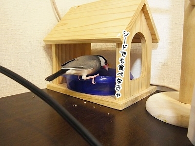 ブンチョ日誌