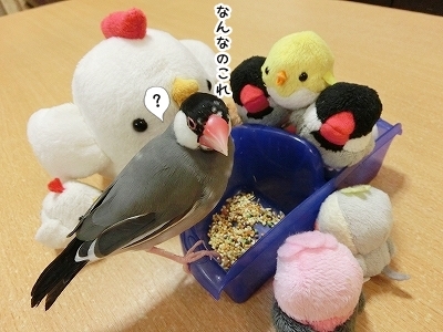 ブンチョ日誌