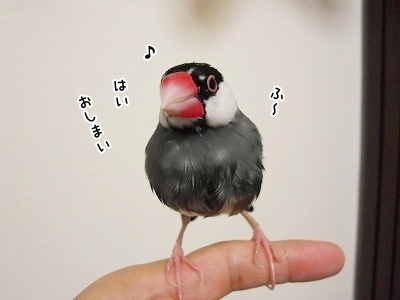 ブンチョ日誌