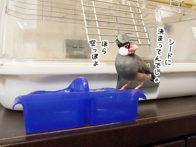 ブンチョ日誌