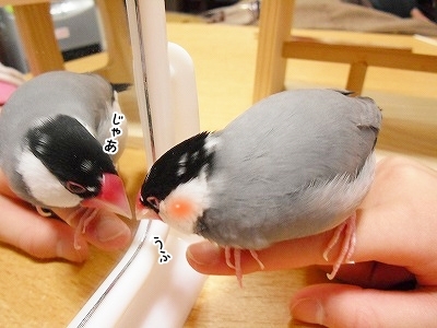 ブンチョ日誌