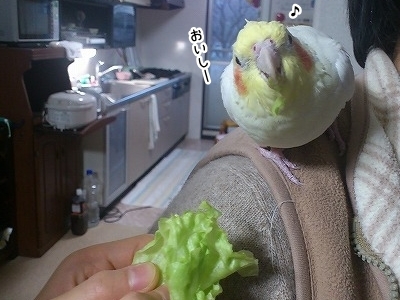 ブンチョ日誌