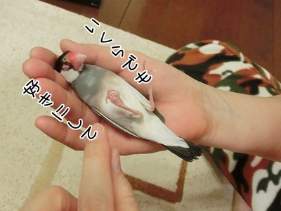 s-CIMG0241