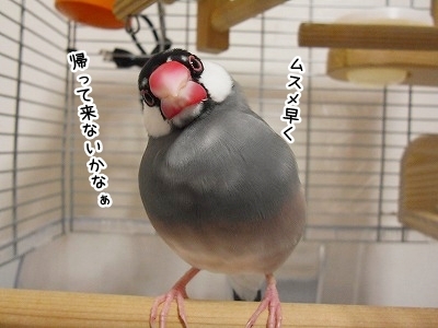 ブンチョ日誌