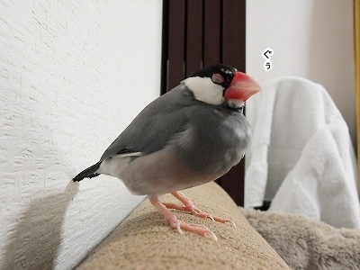 ブンチョ日誌