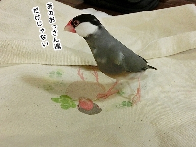 ブンチョ日誌
