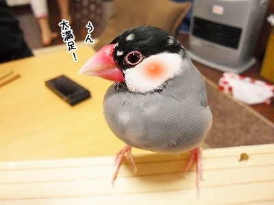 ブンチョ日誌