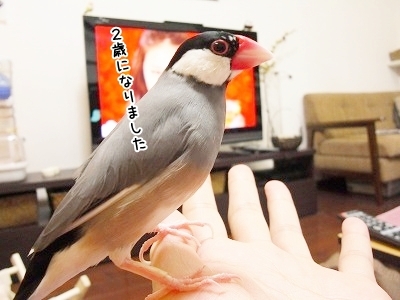ブンチョ日誌