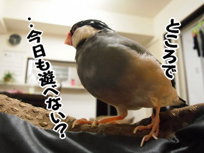 ブンチョ日誌