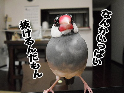 ブンチョ日誌