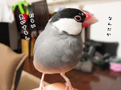 ブンチョ日誌