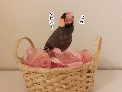 ブンチョ日誌
