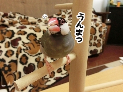 ブンチョ日誌