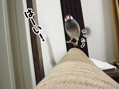 ブンチョ日誌