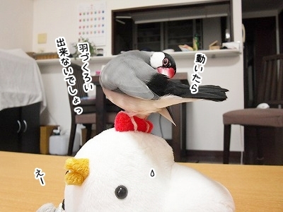 ブンチョ日誌