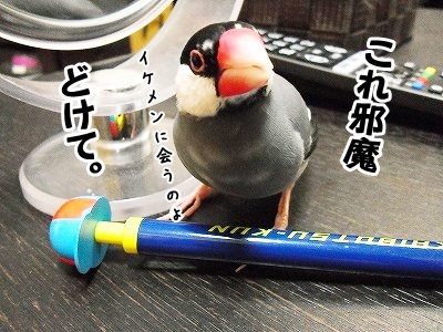 ブンチョ日誌