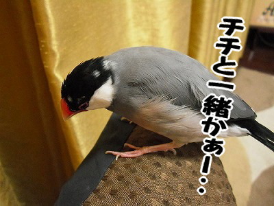 ブンチョ日誌