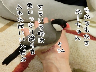 s-CIMG3704